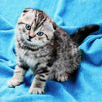 Полосатый вислоухий котенок