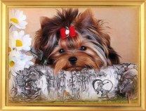 Йоркширкский терьер и белые ромашки