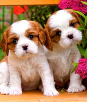 Два маленьких щенка