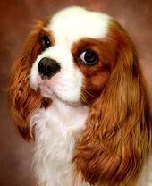 Пёс породы Кинг Чарльз спаниель