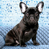 Черный пёс на кресле