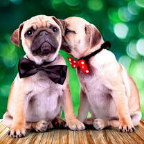 Мопсы в галстуках-бабочках