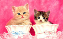 Разные котята в вазочках