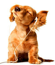 Щенок на музыкальной волне