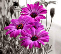 Три красочных цветка