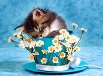 Котенок спит в шляпе с ромашками