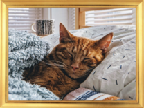 Котик спит в кроватке