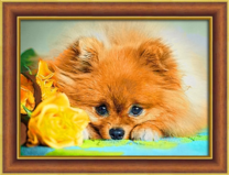 Милый шпиц и желтая роза