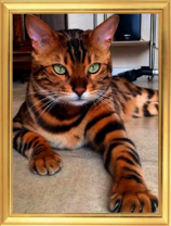 Полосатый кот на полу