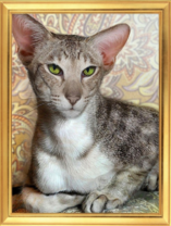 Породистый кот с зелёными глазами