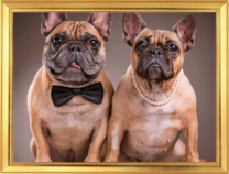 Красивая пара бульдогов