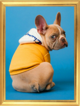 Французский бульдог в худи