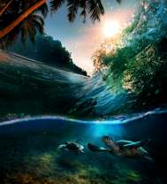 Морские черепахи под водой