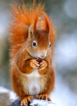 Белочка с орешком на ветке