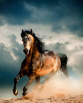 Поле и бегущая лошадь