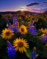 Цветы лаванды на ромашковом поле