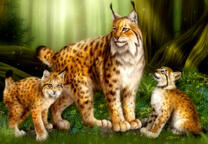 Два рысёнка с мамой