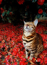 Кошка под лепестками роз