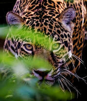 Затаившийся хищник