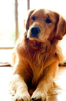 Светлый лабрадор под солнышком