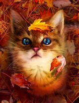 Маленький котёнок в осенних листьях