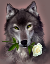 Волчица с белой розой