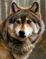 Серый волк - вожак стаи