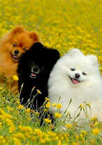 Три пушистых шпица