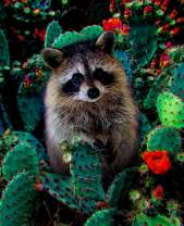 Милый енот в цветущих кактусах