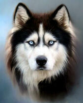 Взгляд пушистого хаски