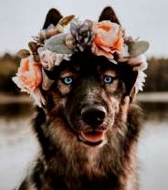 Немецкая овчарка в венке из роз