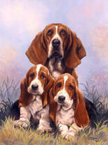 Милые бассет-хаунды