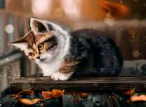 Котёнок и осенние листья