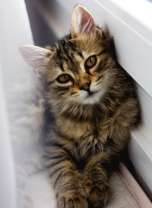 Хитрый котёнок у окна