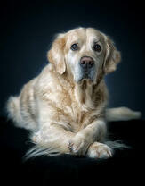 Лабрадор кремового цвета