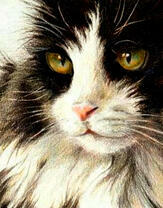 Пушистая чёрно-белая кошечка