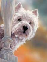 Белый кудрявый щенок