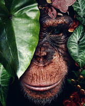 Шимпанзе прячется в зеленых листьях