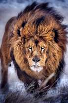 Развевающаяся на ветру грива льва