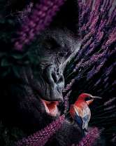 Горилла изучает красную птичку