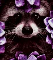 Енот в цветах лотосов