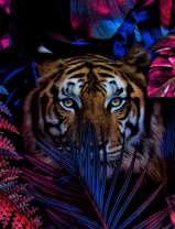Тигр в красно-синих листьях