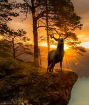 Зов оленя на рассвете