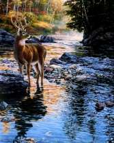 Молодой олень на речной переправе