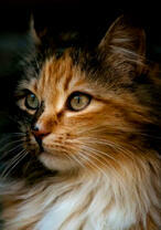 Гордая трёхцветная кошечка