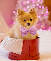 Милый померанский шпиц