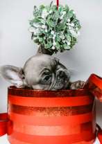 Маленький щенок бульдога и букет ландышей