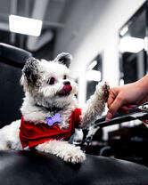 Привет от весёлого щеночка