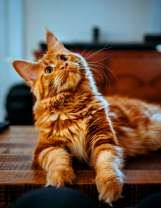 Любопытный рыжий кот