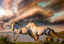 Стремительный галоп белых лошадей
